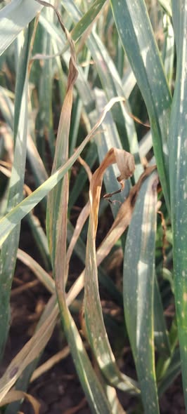 ياريت تشخيص هذا المرض في التوم الصين أخطر مرض يصيب هذا النبات في يوم أو ليله رشيت قول المبيدات ولا مبيدا جاب نتيجة شيت جامورا أو اميستار توب أو رنت أو نيست تيبوكونازول مفيش نتيجة أو رشيت حشري كتير